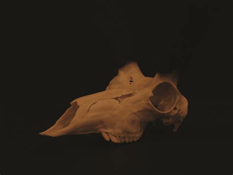 Enjoy future mounts with a new look and endless ideas. European antelope skull mount | Antelope skull ...