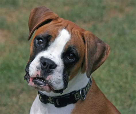 Doberman Vs Boxer A Detailed Comparison Of Both Dog Breeds