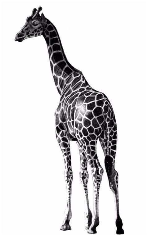Realistic Sketch Giraffe Tattoos Animal Drawings Giraffe Drawing