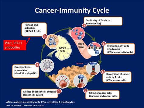 Therapy For Advanced Lung Cancer There Have Been Some Modest Gains