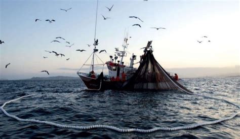 Las Diferentes Calidades Del Pescado Según El Arte De Pesca Empleado En