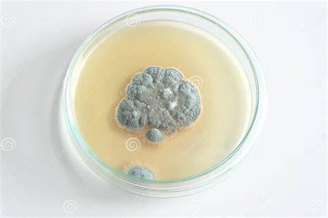 Penicillium Fungi On Agar Plate Stock Image Image Of Biology