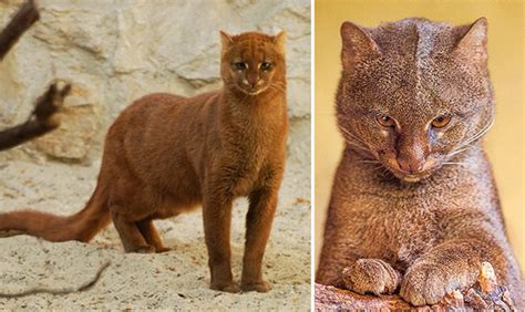 Jaguarundi Is A Wild Cat That Can Chirp Eat Fruit And Be Friends With