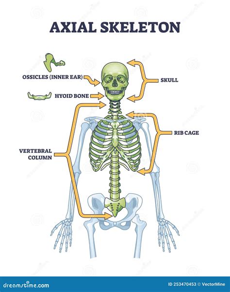 Axial Skeleton Parts With Human Skeleton Skull And Ribs Outline Diagram