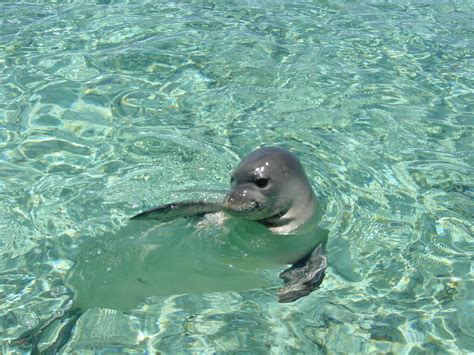 The Monk Seal Monachus Monachus In Zakynthos Greece Villa Calma