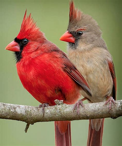 Cardinal Pair Sideways Cardinal Birds Pet Birds Beautiful Birds