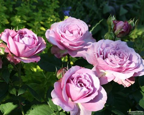 Lavender Ice Kaufen Zwergrose Agel Rosen