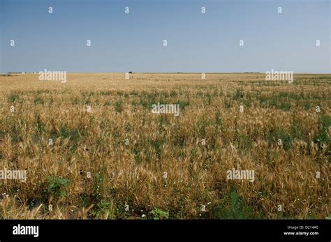 Oklahoma Wheat Field Ready For Harvest Green Rye Grass Causes Dockage