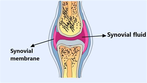 Synovial Fluid Is Secreted Bya Bloodb Cartilagec Boned Synovial