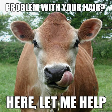 20 Cow Memes That Are Just Too Cute