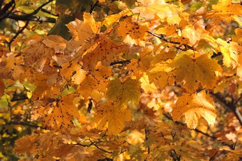 Free Images Branch Sunlight Yellow Season Maple Tree Maple Leaf