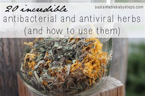 And certain foods may fortify your immune system too, helping it fight off viruses and bacteria that could make you sick. 20 Antibacterial and Antiviral Herbs and How to Use Them ...