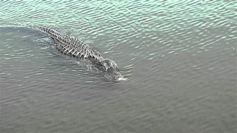 A Swimming American Alligator Youtube