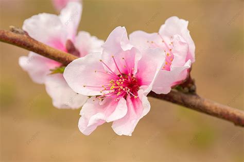 Peach Blossoms In Full Bloom In Spring Spring Vernal Equinox Peach