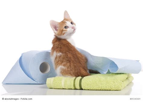 Wenn die katze aber auf das geliebte sofa, den schicken teppich oder sogar ins bett pinkelt, braucht man definitiv einen mikrobiellen reiniger. Unsaubere Katze - 10 Gründe und Tipps - Haustiermagazin