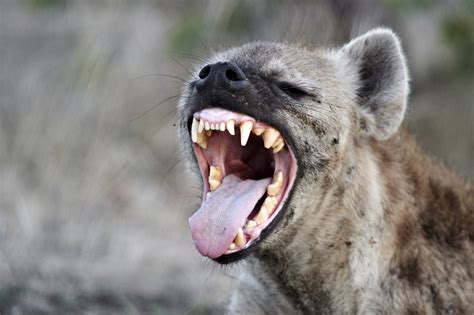 Impressive Teeth Hyenas