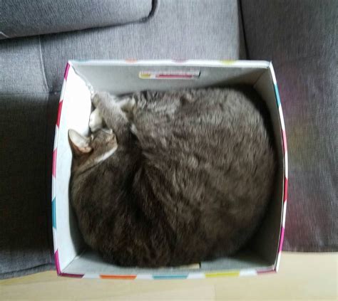 Cat In A Box X Post From Rfunny R Lol Funny Pictures Cats