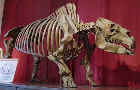 An Introduction To The Issue Of Ice Age Extinctions Of The Megafauna