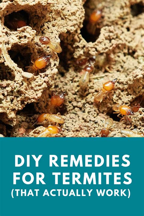 Diy Remedies For Termites Termite Remedy Termites Termites Killer