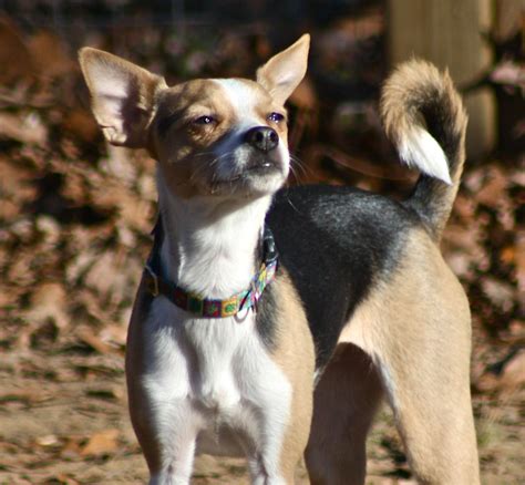 Chihuahua Terrier Mix Größe