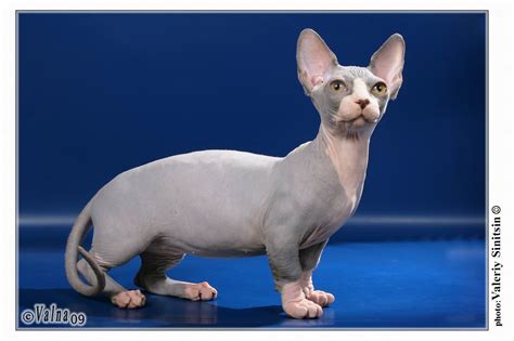 Strange Breeds Of Hairless Cats Outdoors Before It S News