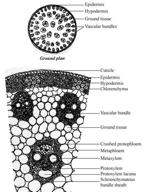 Monocot Stem Cross Section Monocot Root Cross Section Structure With