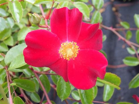 Standard Rose Flower Carpet Ruby Buy Online Ashwood Nurseries