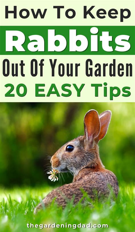 Tips How To Keep Rabbits Out Of Yard Or Garden The Gardening Dad