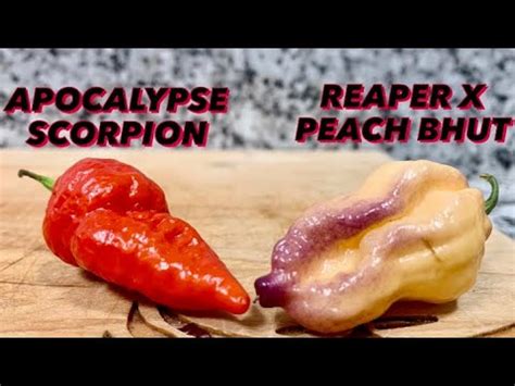 Apocalypse Scorpion Carolina Reaper X Peach Ghost Pepper Taste Heat Comparison Some Surprises