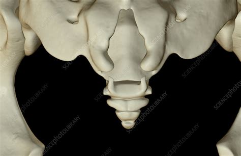 The Bones Of The Tail Bone Stock Image F0017734 Science Photo