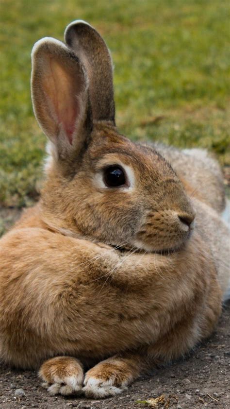 Hare Rabbit Animal Cute 720x1280 Wallpaper Animals Cute Bunny