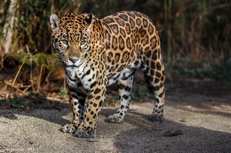 Look Jaguar Wild Cat Predator Spots Wallpaper 2048x1365 309842