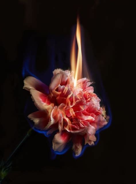 Blainsouthern Artists Mat Collishaw Available Works Burning