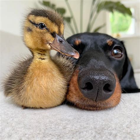 Wildlifefriend 👈 Follow Us For More ☺️ Haha A Yawning Duckling