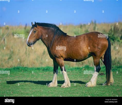 Shire Horse Standing On Meadow Stock Photo Alamy