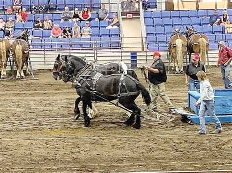 Team Pulls 13500 Pounds At State Fair Horse Pull Event News Sports