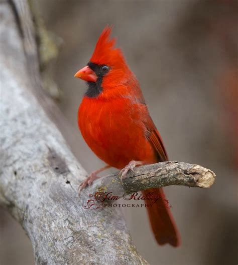 Male Cardinal Pet Birds Beautiful Birds Bird Photo