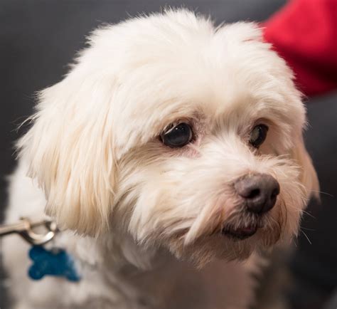Maybe you would like to learn more about one of these? Dogs And Puppies For Adoption Near Me - The W Guide