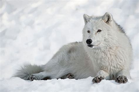 Arctic Wolf Portrait By Bill Maynard Redbubble