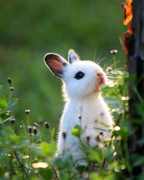105 Of The Cutest Bunnies Ever Cute Bunny Pictures Cute Animals Animals