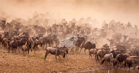 5 Fascinating Facts About The Great Wildebeest Migration Kenya Wild Parks