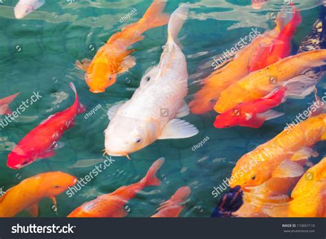 Beautiful Koi Fish Swimming In The Pond Stock Photo 110667110