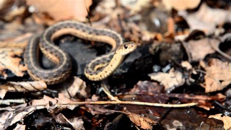 Up Close Common Garter Snake Hacklebarney State Park Nj Youtube