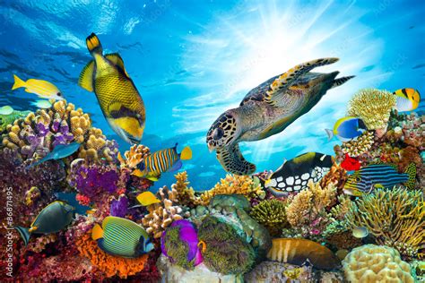 Underwater Sea Life Coral Reef Panorama With Many Fishes And Marine
