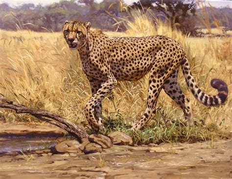 Paintings Wildlife Wildlife Paintings Animal Paintings Animals
