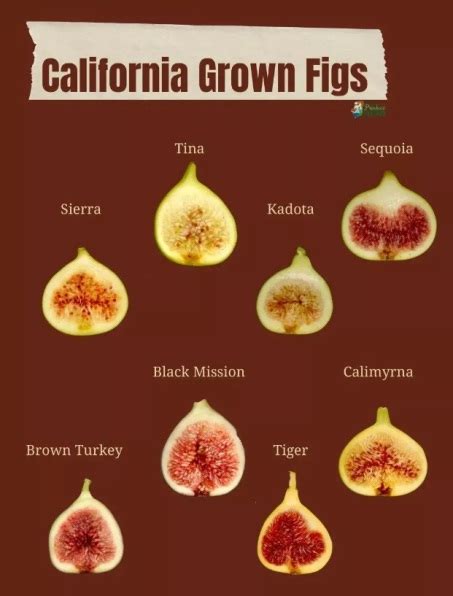 Cultivo Y T Cnicas Higos Figs