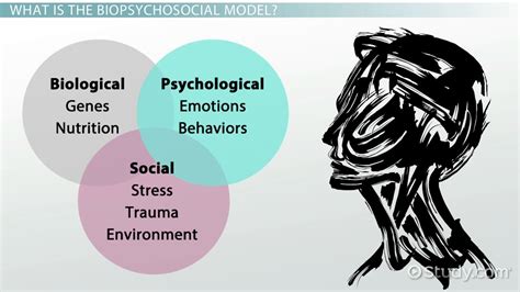 Biopsychosocial Model Definition And Example Video And Lesson