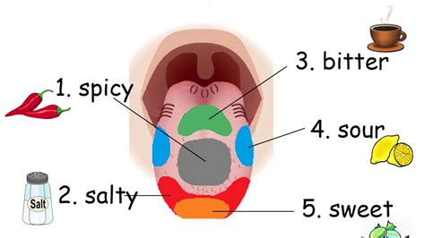 5 Tastes 2 Tongue Map Youtube