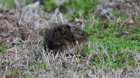 Prairie Voles And The Science Of Love And Loss
