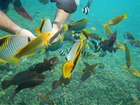 Pin By Phil Howell On Cruising The South Pacific Marine Life Fish